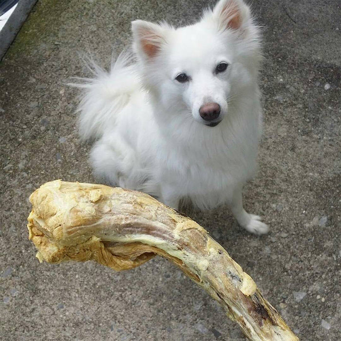 Dog with Raw Freeze-dried Turkey Neck Treat by Vital Essentials
