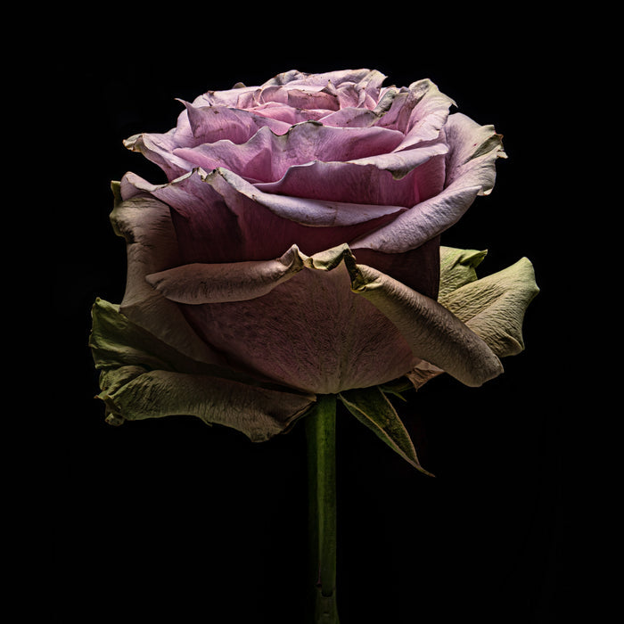 Rose 14