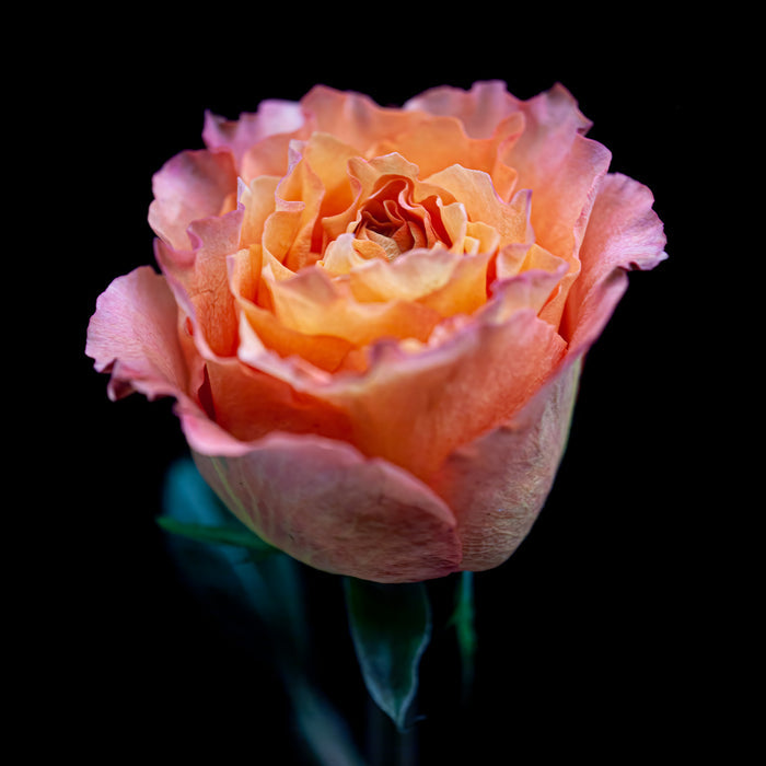 Rose 6