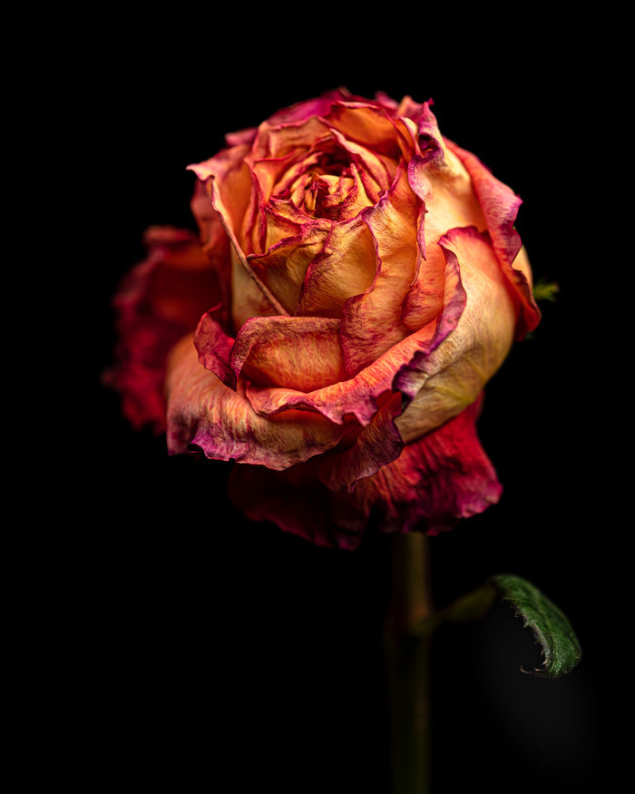Rose 8
