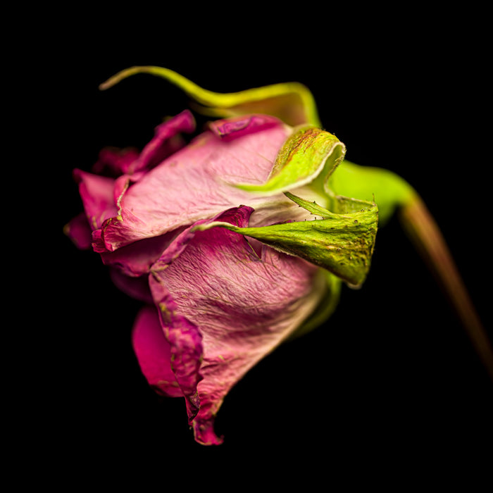 Rose 9
