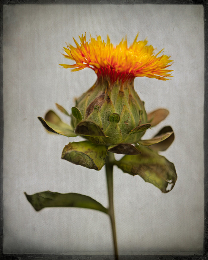 Safflower 4