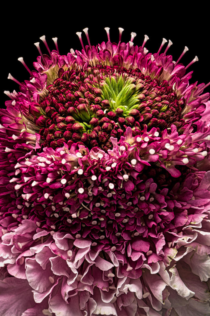 Scabious 11