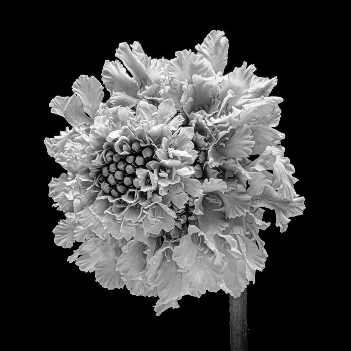 Scabious 12