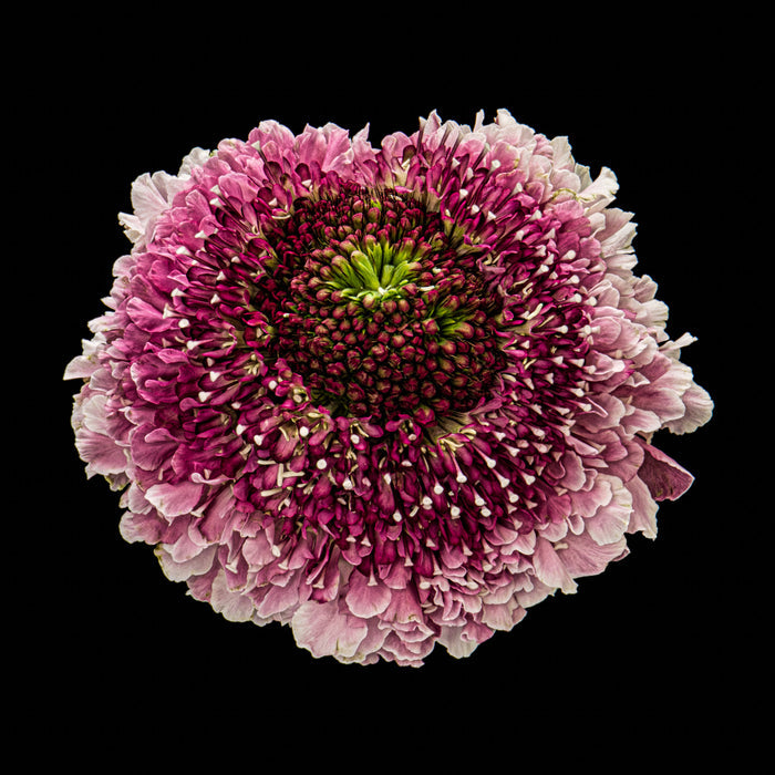 Scabious 13