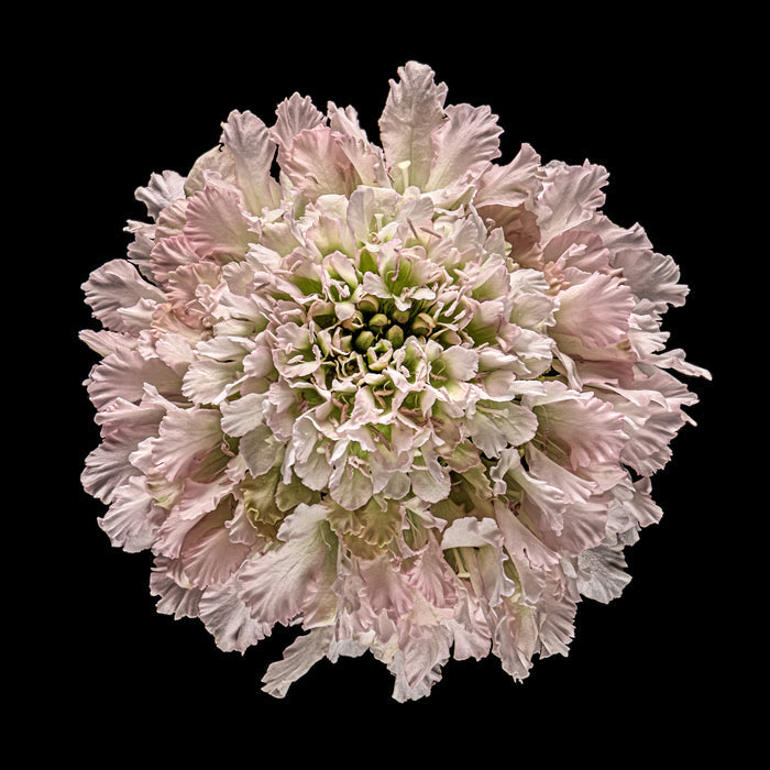Scabious 9
