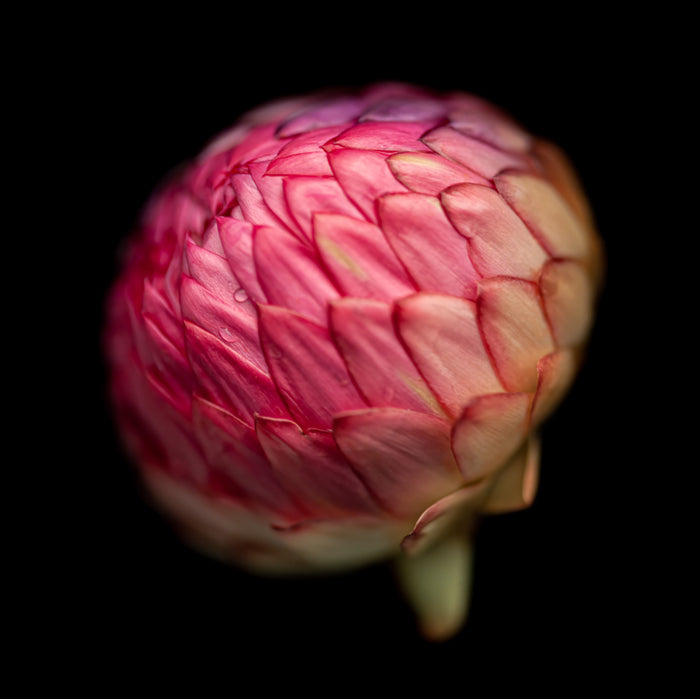 Strawflower 11