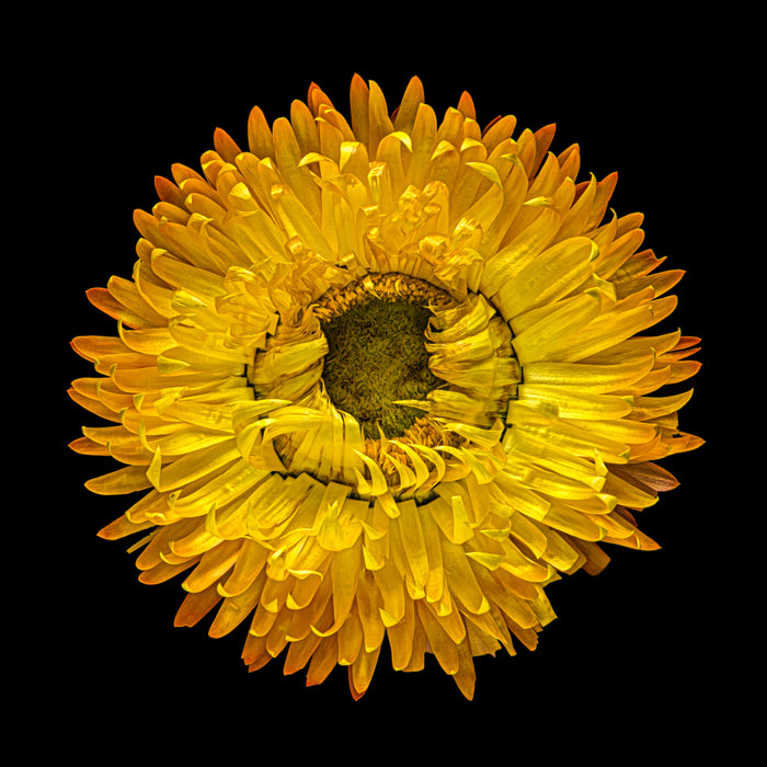 Strawflower 24