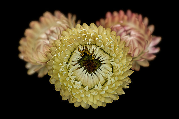 Strawflower 25