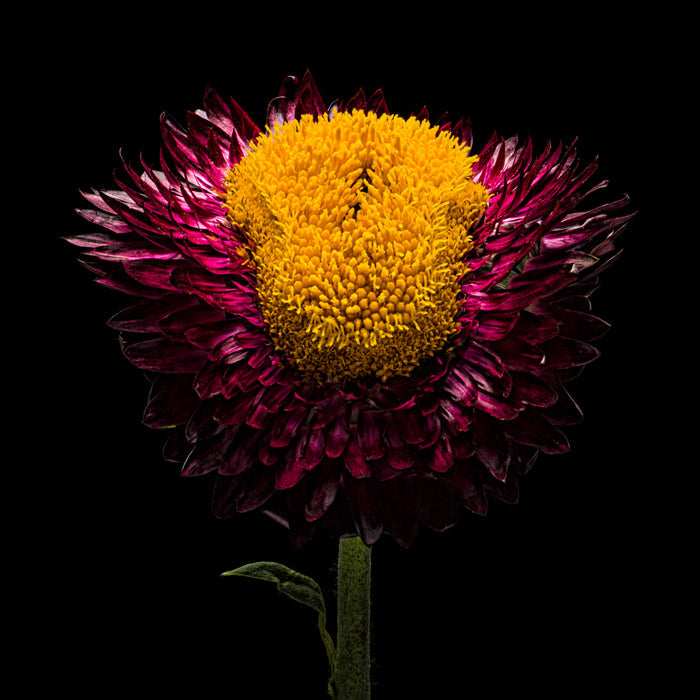 Strawflower 27