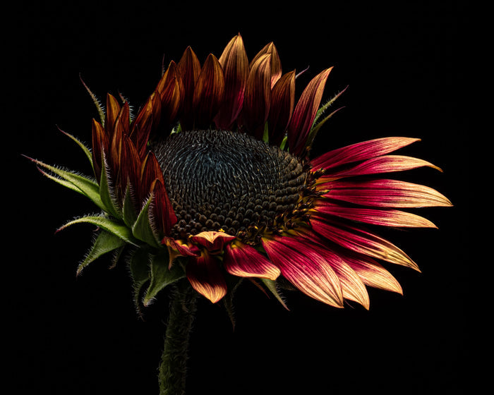 Sunflower 12