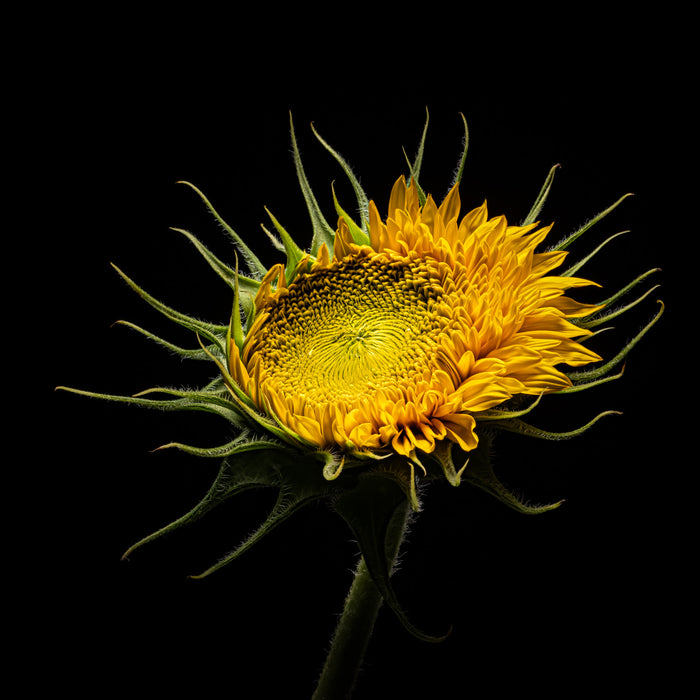 Sunflower 16