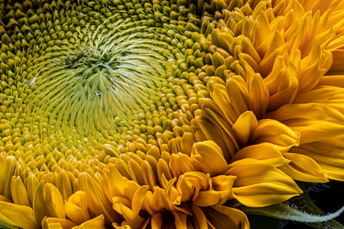 Sunflower 18
