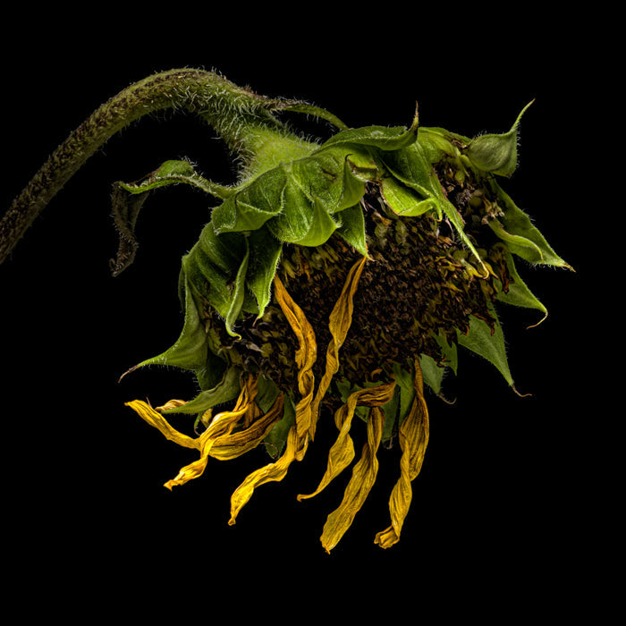Sunflower 27