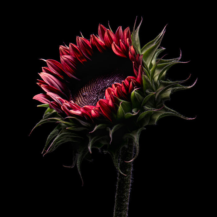 Sunflower 31