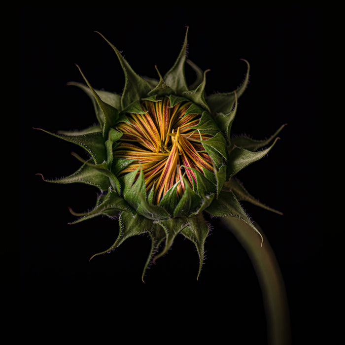 Sunflower 7