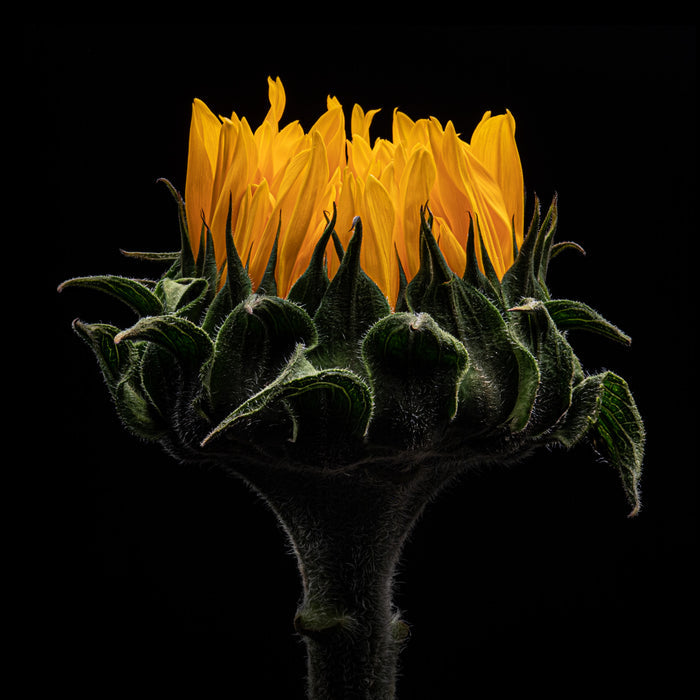 Sunflower 8