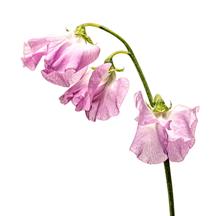 Sweet Pea 2
