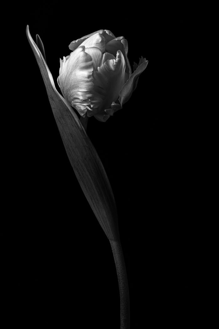 Tulip 10