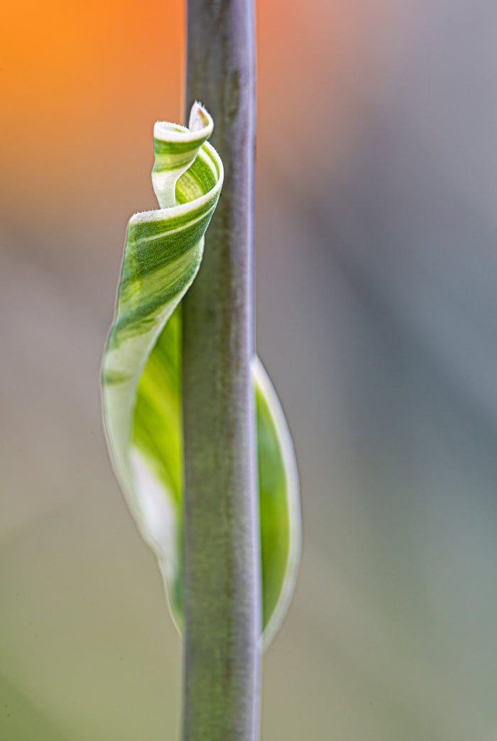 Tulip 13