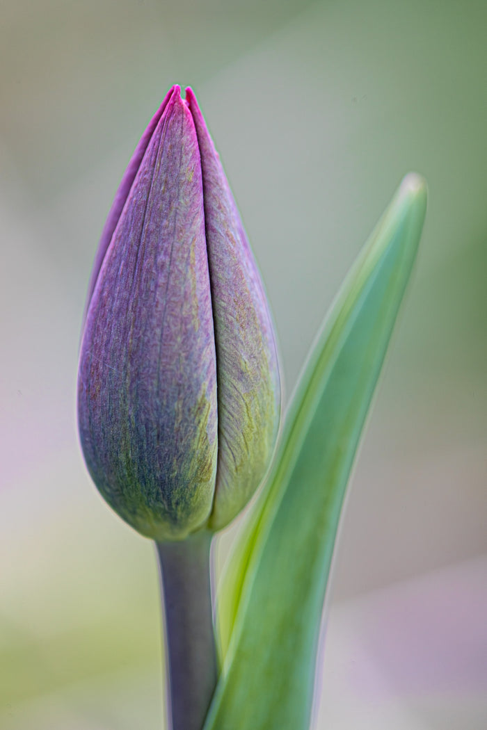 Tulip 14
