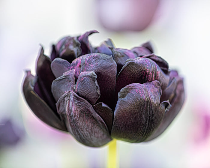 Tulip 15