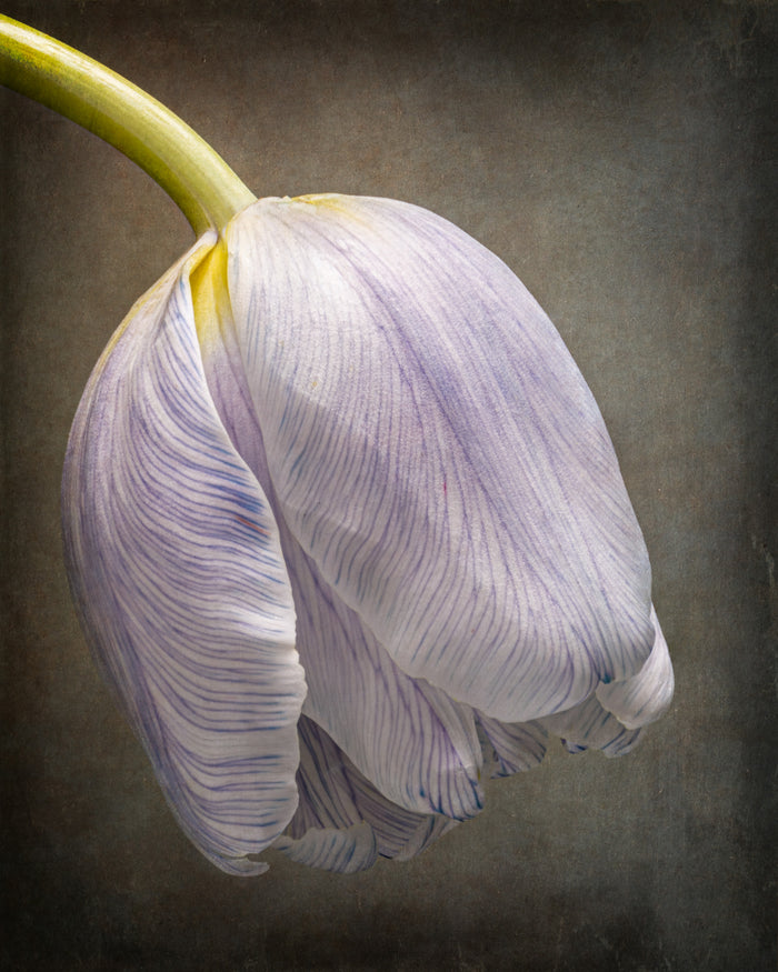Tulip 25