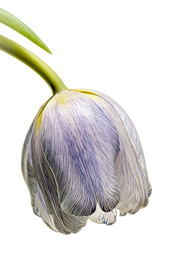 Tulip 26
