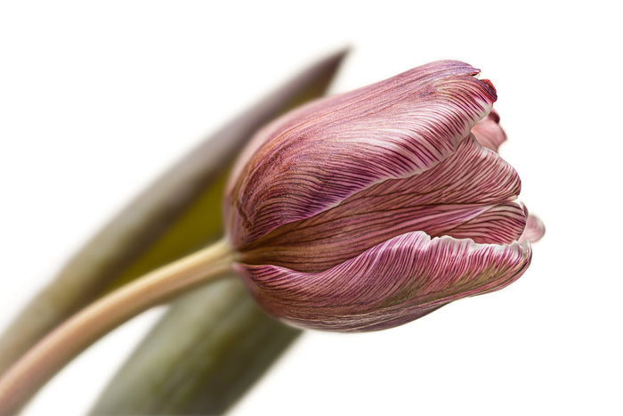 Tulip 27
