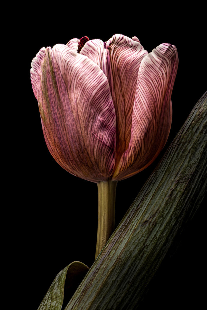 Tulip 28