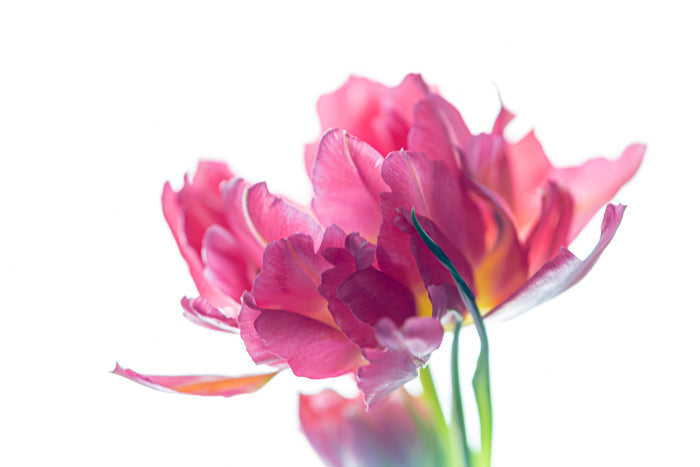 Tulip 2