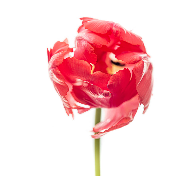 Tulip 6