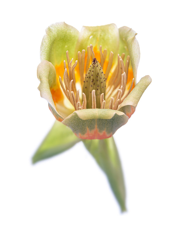 Tulip Tree 4