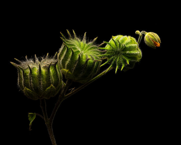 Velvetleaf 4