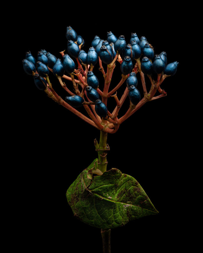 Vibernum 1