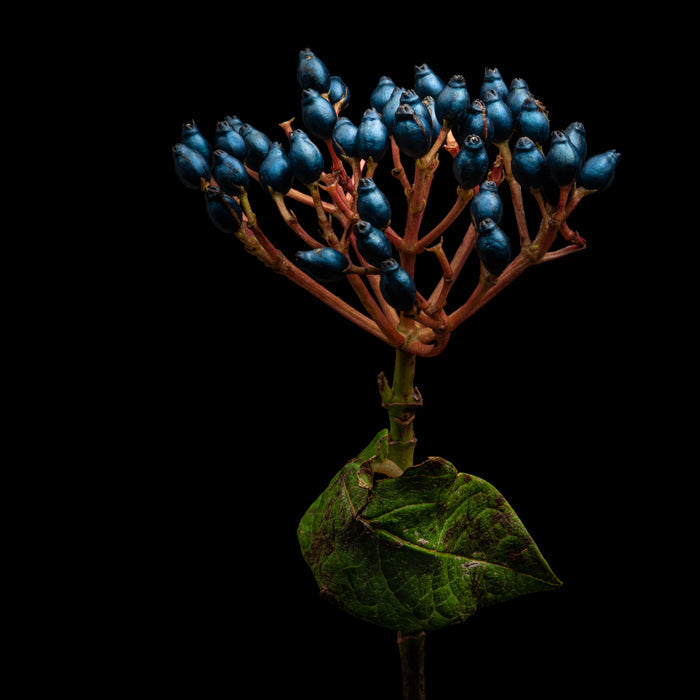 Vibernum 1