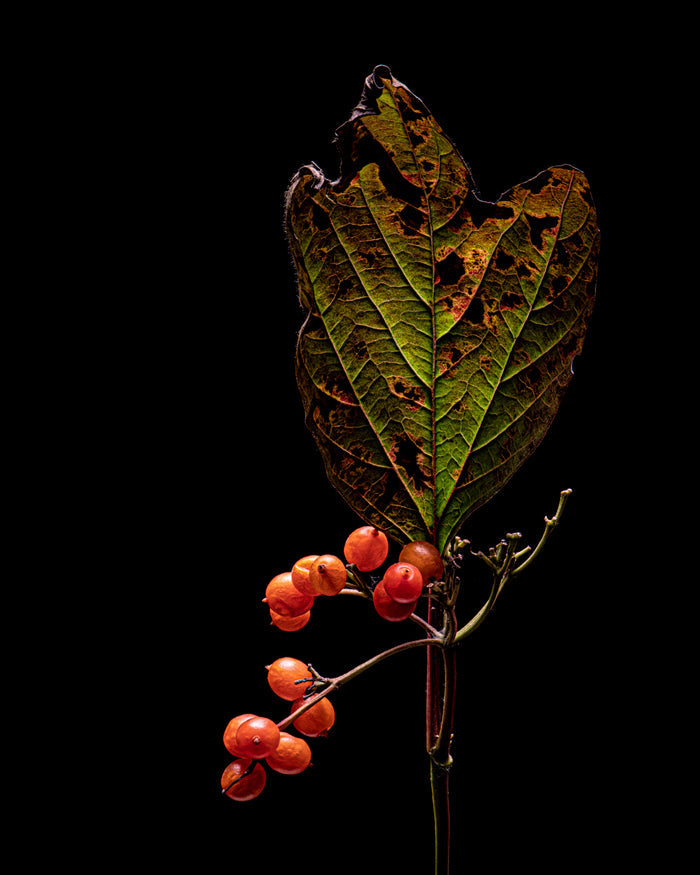 Vibernum 2