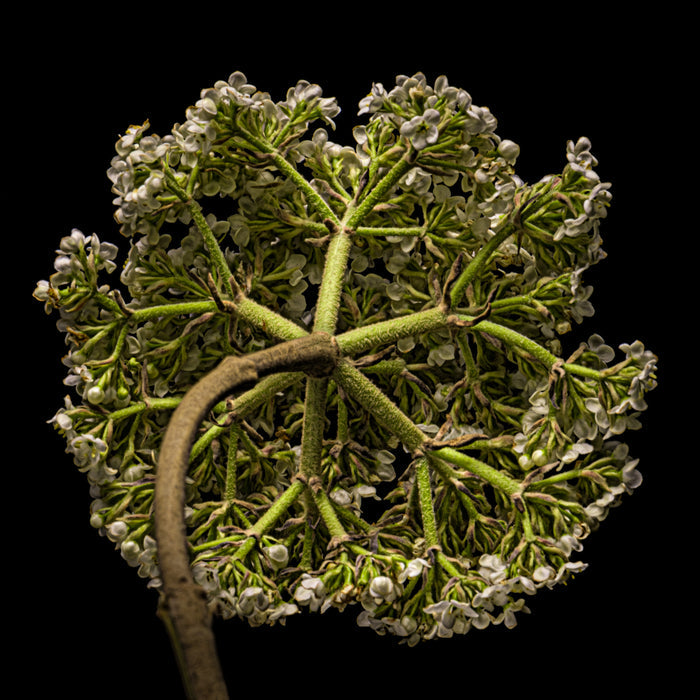 Vibernum 3