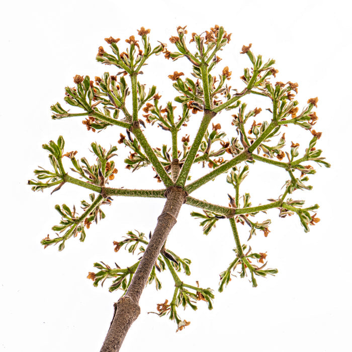 Vibernum 4