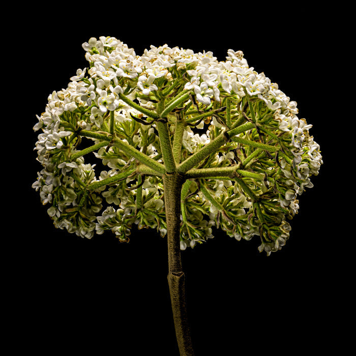 Vibernum 5