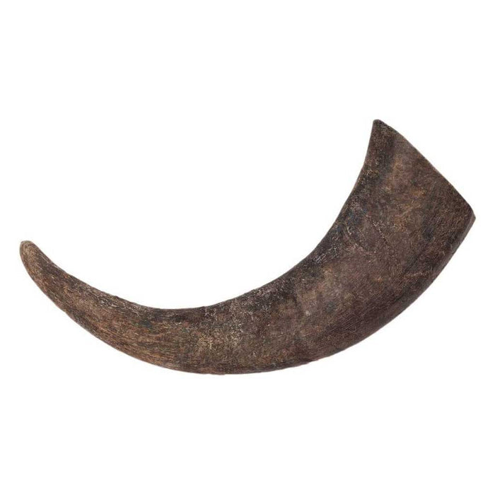 Water Buffalo Horn