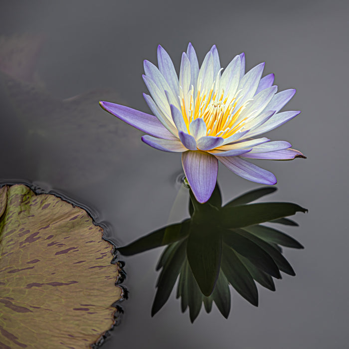 Waterlily 1