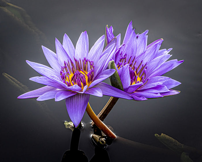 Waterlily 9
