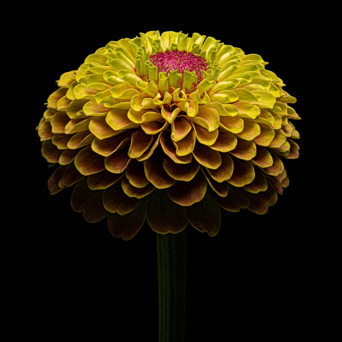 Zinnia 17