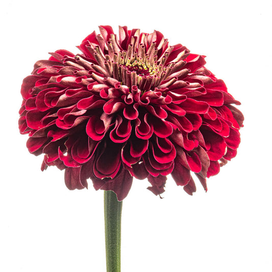 Zinnia 18