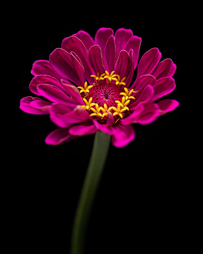 Zinnia 21