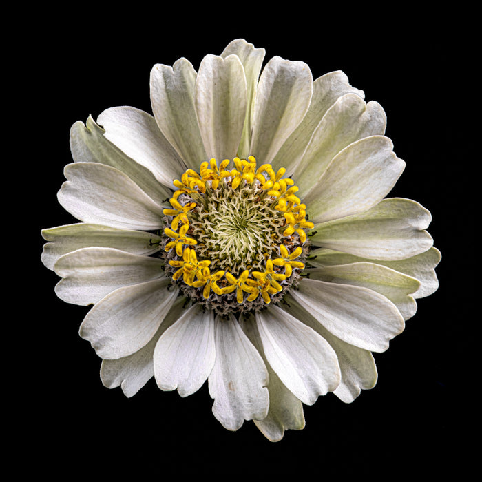Zinnia 30