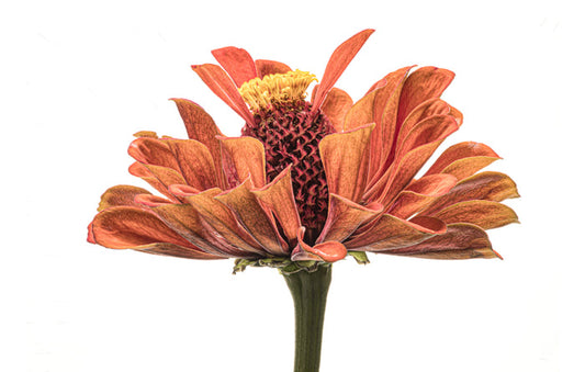 Zinnia 36