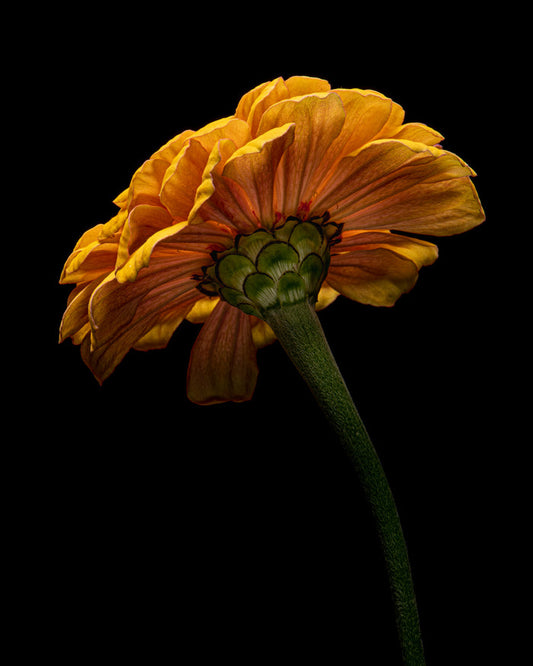 Zinnia 38
