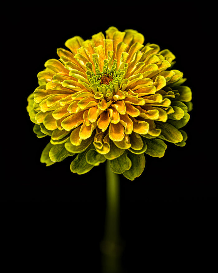 Zinnia 41